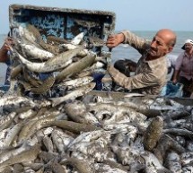 آلودگی سمی ماهی ها در احواز