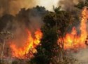 جنگلهای غرب زاگرس در آتش طرحهای دولت مرکزی می سوزد