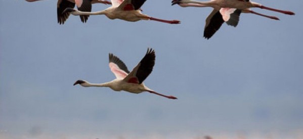 خطر الانقراض يهدد الطيور المهاجرة الى الاحواز